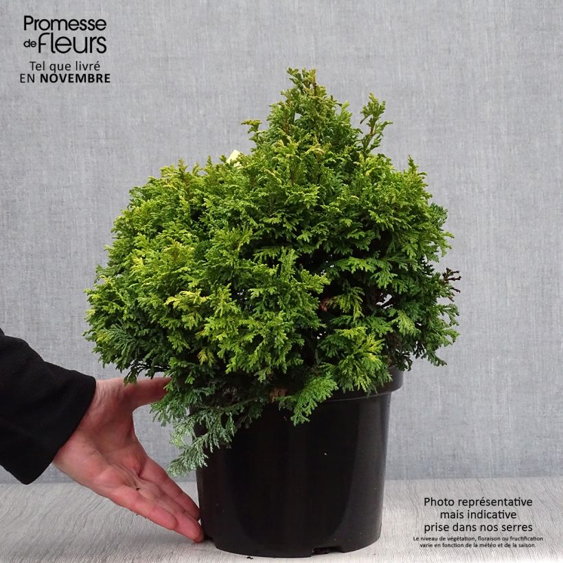 Example of Chamaecyparis pisifera Golden Pincushion Topf mit 4L/5L as you get in automne