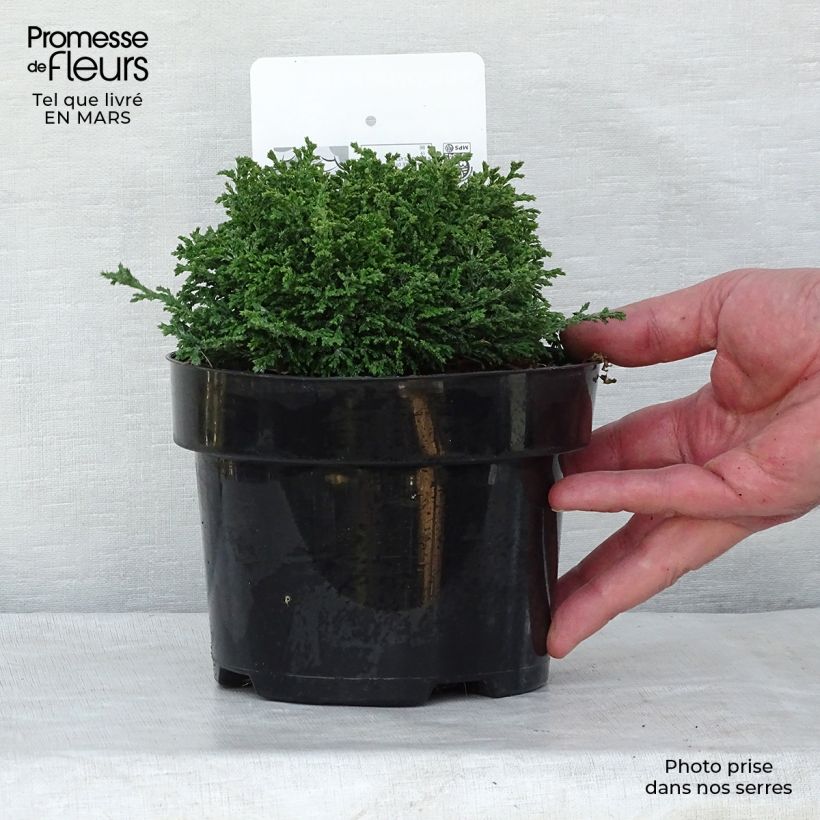 Exemplar von Chamaecyparis pisifera Hime-sawara Topf mit 2L/3L wie im Winter geliefert