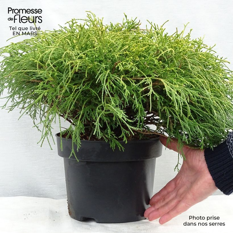 Exemplar von Chamaecyparis pisifera Sungold Topf mit 3L/4L wie im Winter geliefert