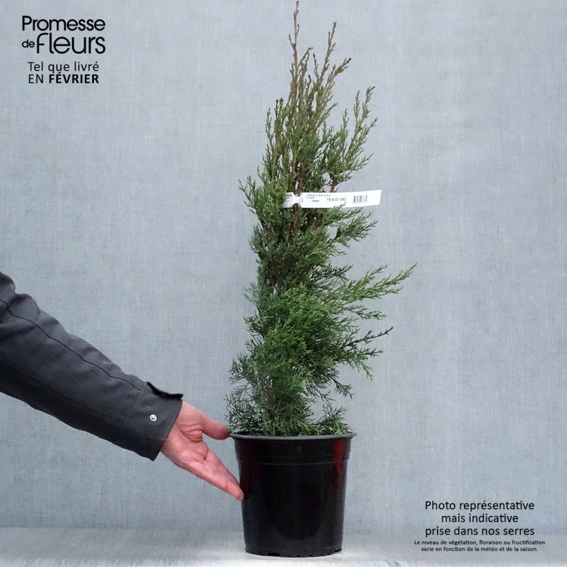 Exemplar von Cupressus sempervirens Garda - Echte-Zypresse Topf mit 4L/5L wie im Winter geliefert