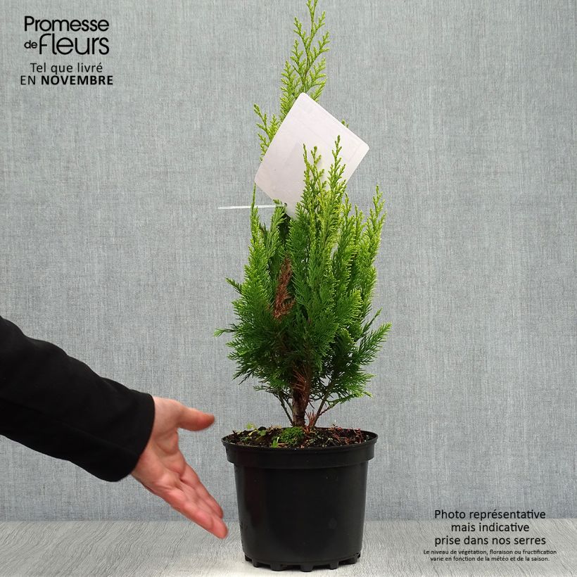 Example of Chamaecyparis lawsoniana Ivonne Topf mit 2L/3L as you get in automne