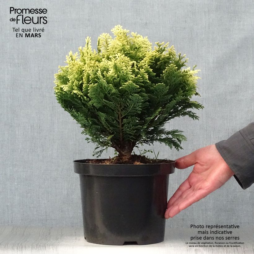 Exemplar von Chamaecyparis lawsoniana Pygmaea Argentea Topf mit 4L/5L wie im Frühjahr geliefert