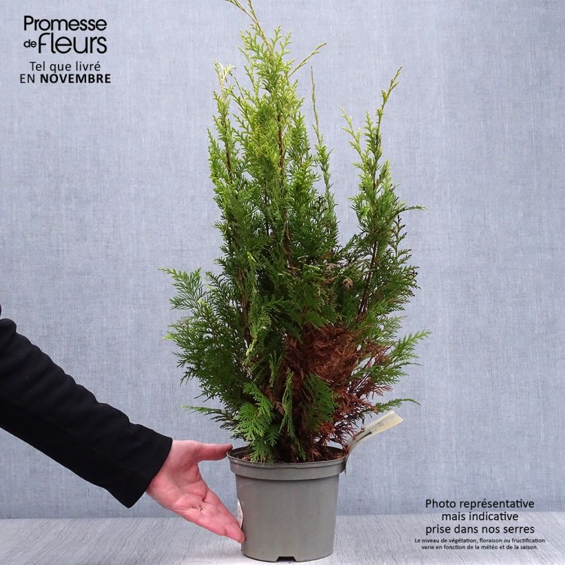 Example of Chamaecyparis lawsoniana Stardust Topf mit 2L/3L as you get in automne