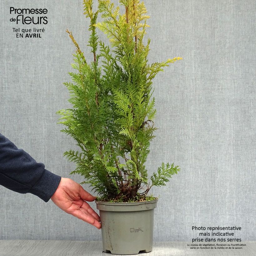 Exemplar von Chamaecyparis lawsoniana Stardust Topf mit 2L/3L wie im Frühjahr geliefert