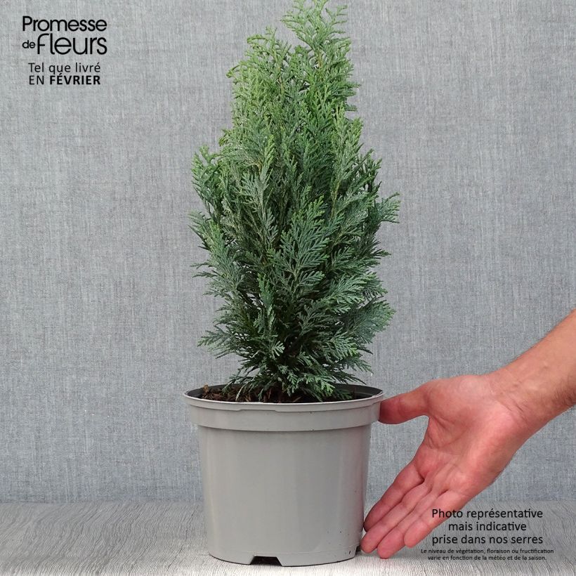 Example of Chamaecyparis lawsoniana White Spot Topf mit 2L/3L as you get in automne