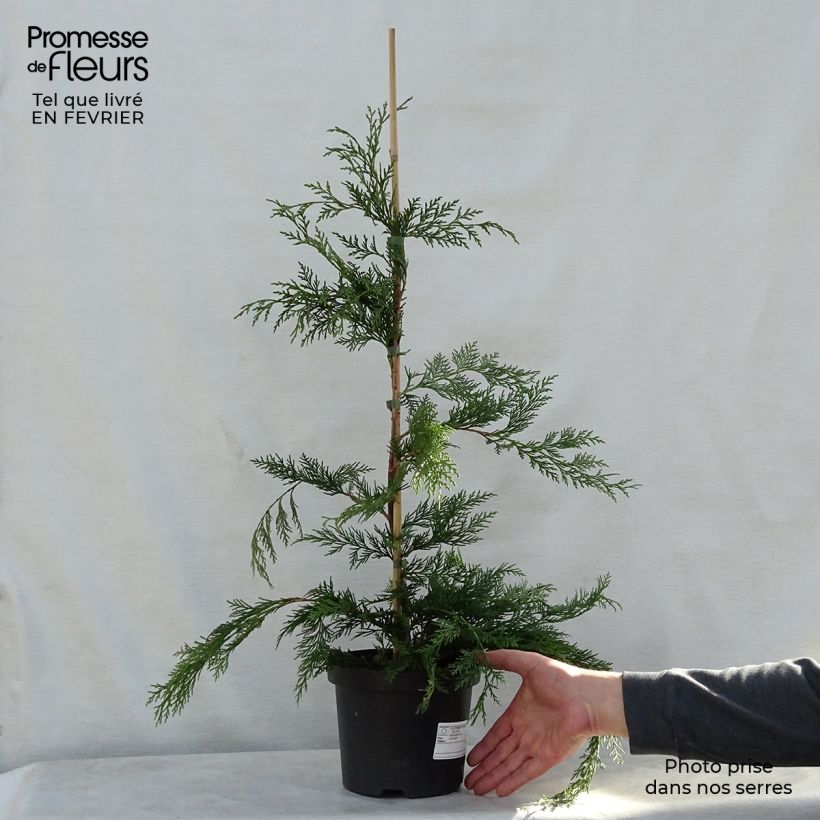Exemplar von Cupressocyparis leylandii - Leyland-Zypresse Topf mit 2L/3L wie im Winter geliefert