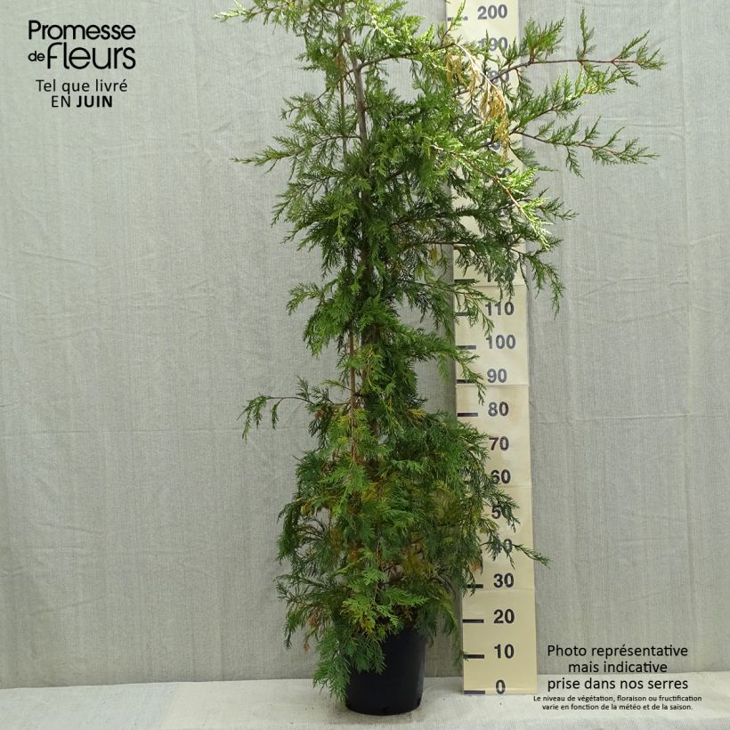 Exemplar von Cupressocyparis leylandii - Leyland-Zypresse Topf mit 6L/7L wie im Frühjahr geliefert