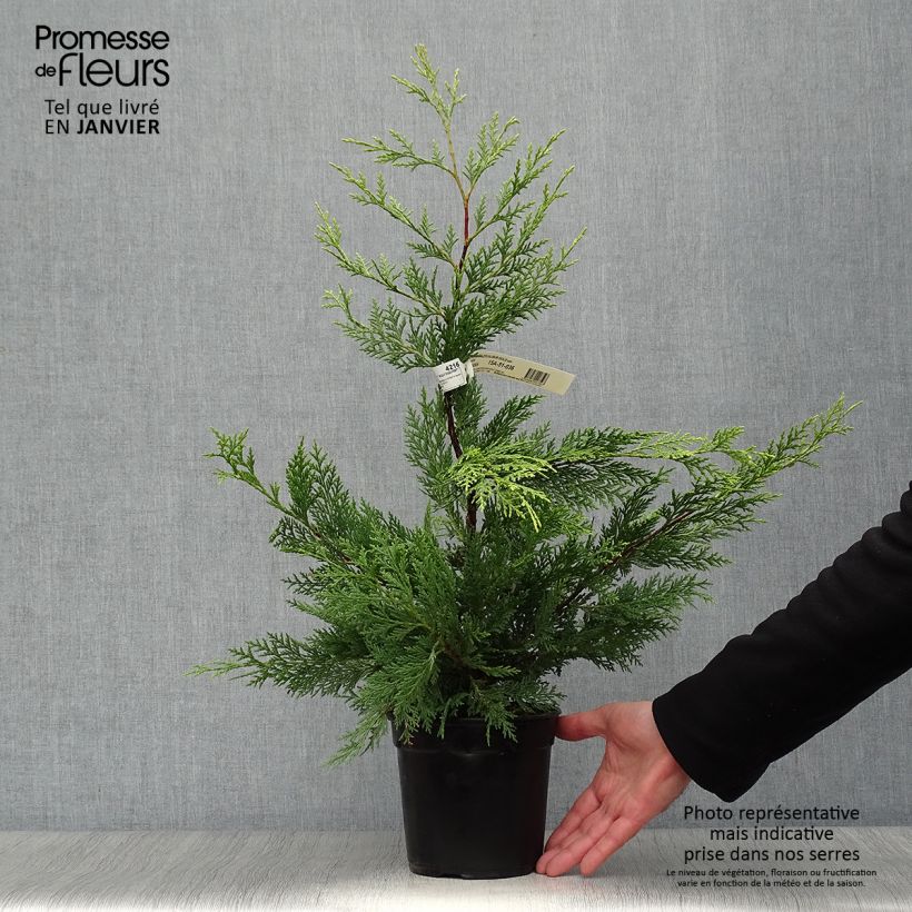 Exemplar von Cupressocyparis leylandii Excalibur Gold - Leyland-Zypresse Topf mit 2L/3L wie im Winter geliefert