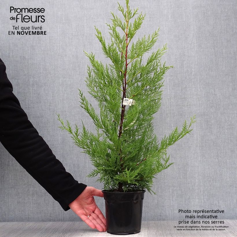 Example of Cupressocyparis leylandii Oger - Leyland-Zypresse Topf mit 2L/3L as you get in automne