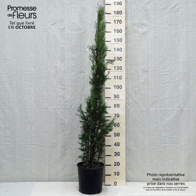 Example of Cupressus sempervirens var. stricta Pyramidalis - Echte-Zypresse Topf mit 4L/5L as you get in automne