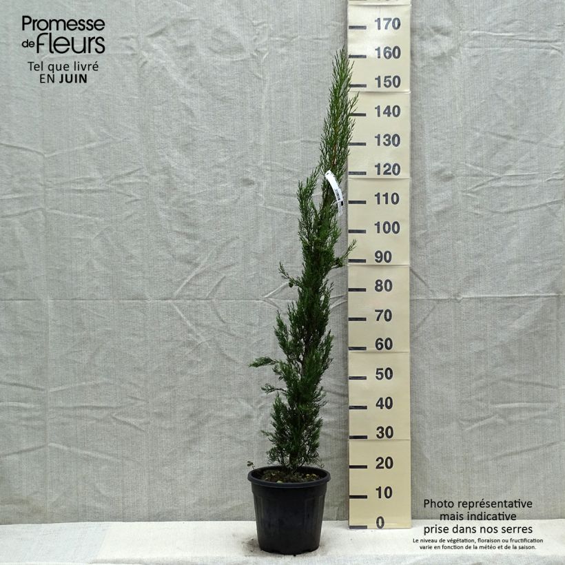 Exemplar von Cupressus sempervirens var. stricta Pyramidalis - Echte-Zypresse Topf mit 4L/5L wie im Frühjahr geliefert