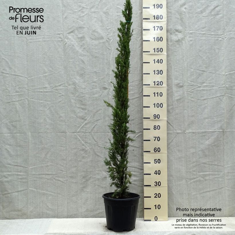 Exemplar von Cupressus sempervirens var. stricta Pyramidalis - Echte-Zypresse Topf mit 7,5L/10L wie im Frühjahr geliefert