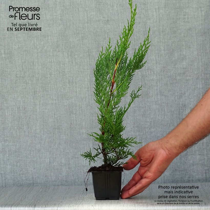 Example of Cupressocyparis leylandii Oger - Leyland-Zypresse Kleine Töpfe von 8/9 cm as you get in automne