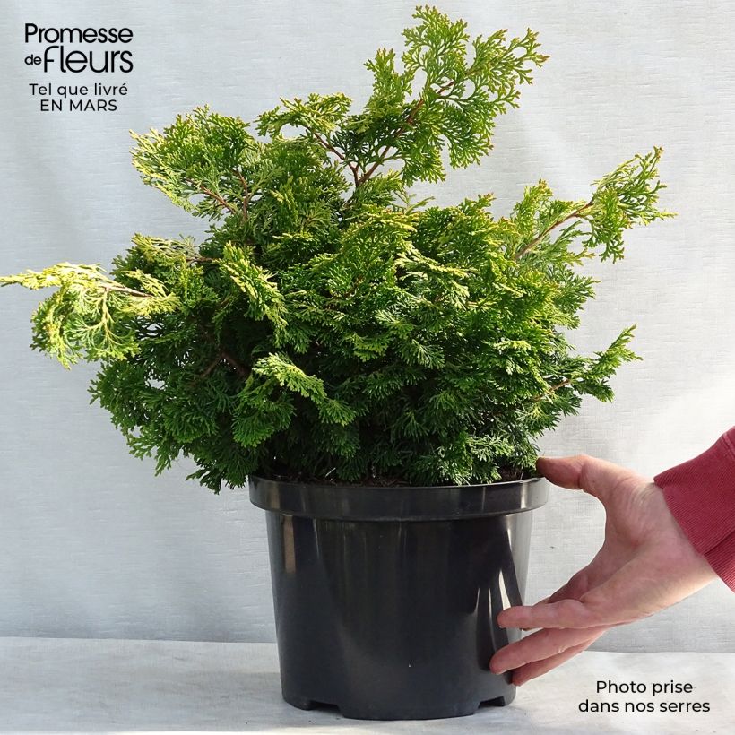 Example of Chamaecyparis obtusa Rashahiba Topf mit 4L/5L as you get in hiver