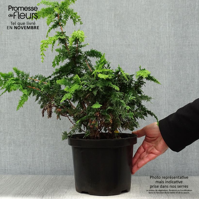 Example of Chamaecyparis obtusa Fernspray Gold Topf mit 4L/5L as you get in automne