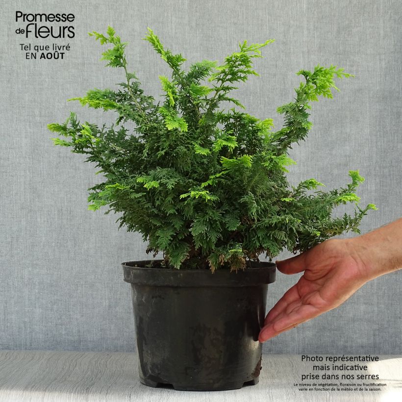 Exemplar von Chamaecyparis obtusa Fernspray Gold Topf mit 4L/5L wie im Sommer geliefert