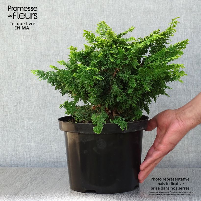 Exemplar von Chamaecyparis obtusa Fernspray Gold Topf mit 4L/5L wie im Frühjahr geliefert