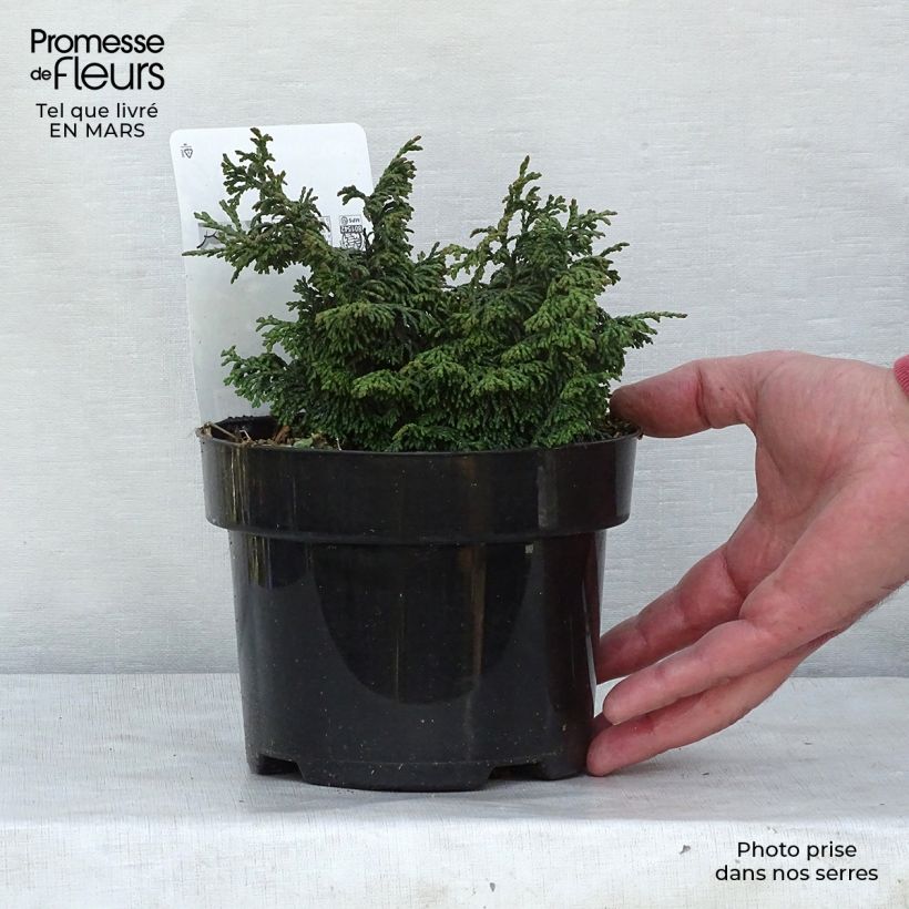 Exemplar von Chamaecyparis obtusa Maureen Topf mit 2L/3L wie im Winter geliefert