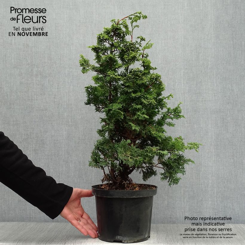 Example of Chamaecyparis obtusa Maureen Topf mit 4L/5L as you get in automne
