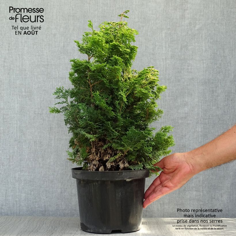 Exemplar von Chamaecyparis obtusa Maureen Topf mit 4L/5L wie im Sommer geliefert