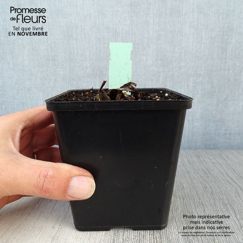 Example of Cypripedium Pinkepank - Frauenschuh Topf mit 1L/1,5L as you get in automne