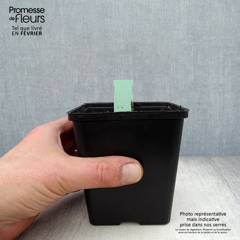 Exemplar von Cypripedium Pinkepank - Frauenschuh Topf mit 1L/1,5L wie im Winter geliefert