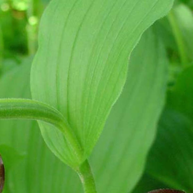 Cypripedium calceolus - Gelber Frauenschuh (Laub)