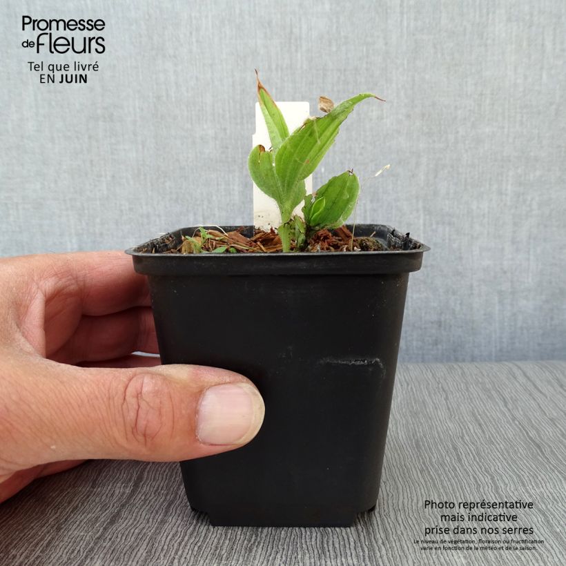 Exemplar von Cypripedium flavum - Gelber Frauenschuh Kleine Töpfe von 8/9 cm wie im Sommer geliefert