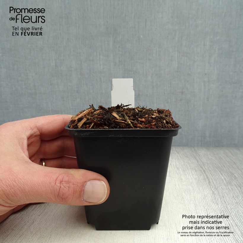 Exemplar von Cypripedium flavum - Gelber Frauenschuh Kleine Töpfe von 8/9 cm wie im Winter geliefert