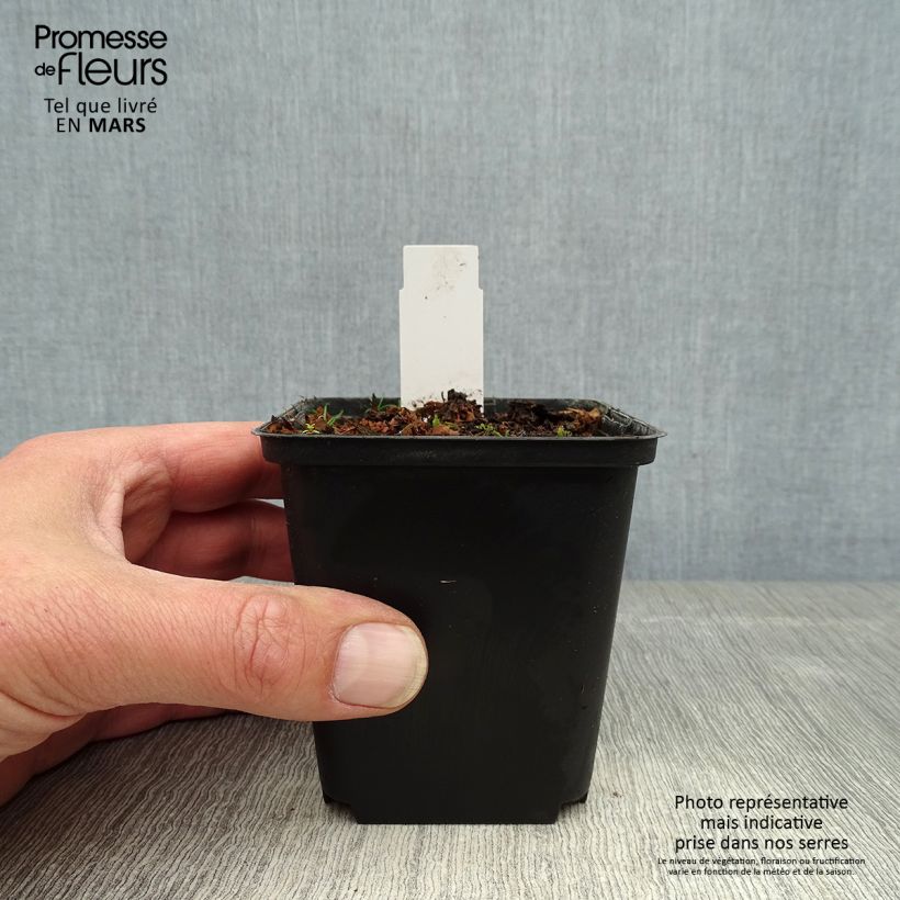 Exemplar von Cypripedium flavum - Gelber Frauenschuh Kleine Töpfe von 8/9 cm wie im Frühjahr geliefert