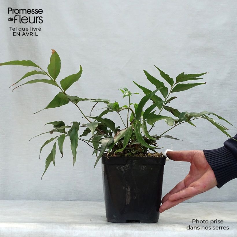 Example of Cyrtomium devexiscapulae - Sichelfarn Topf mit 2L/3L as you get in printemps