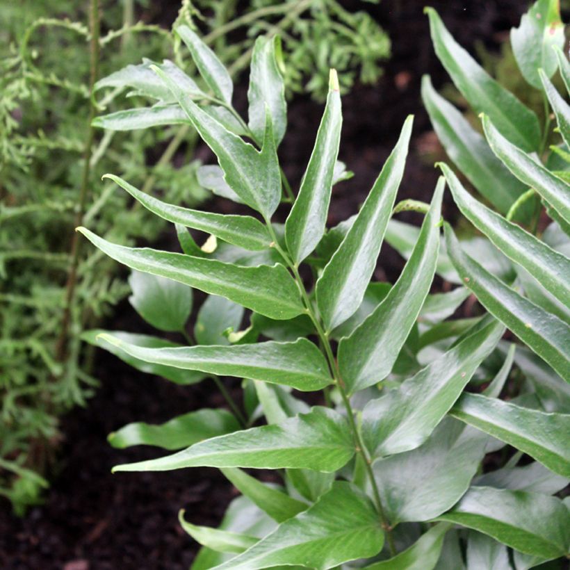 Cyrtomium devexiscapulae - Sichelfarn (Foliage)