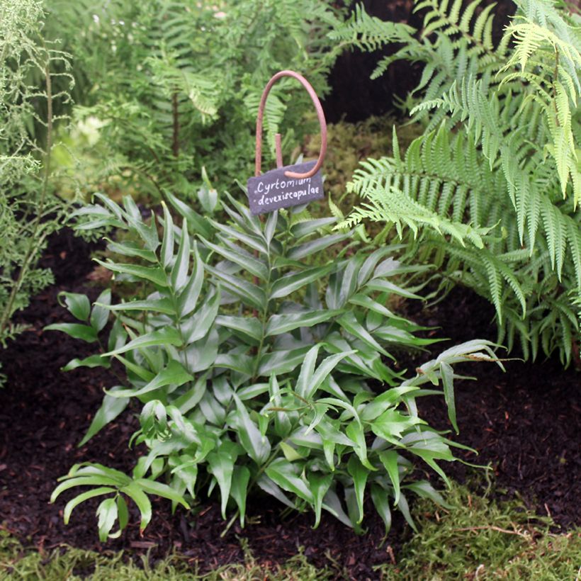 Cyrtomium devexiscapulae - Sichelfarn (Plant habit)