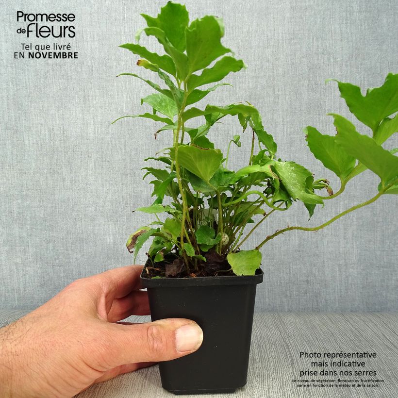 Example of Cyrtomium falcatum - Mond-Sichelfarn Kleine Töpfe von 8/9 cm as you get in automne