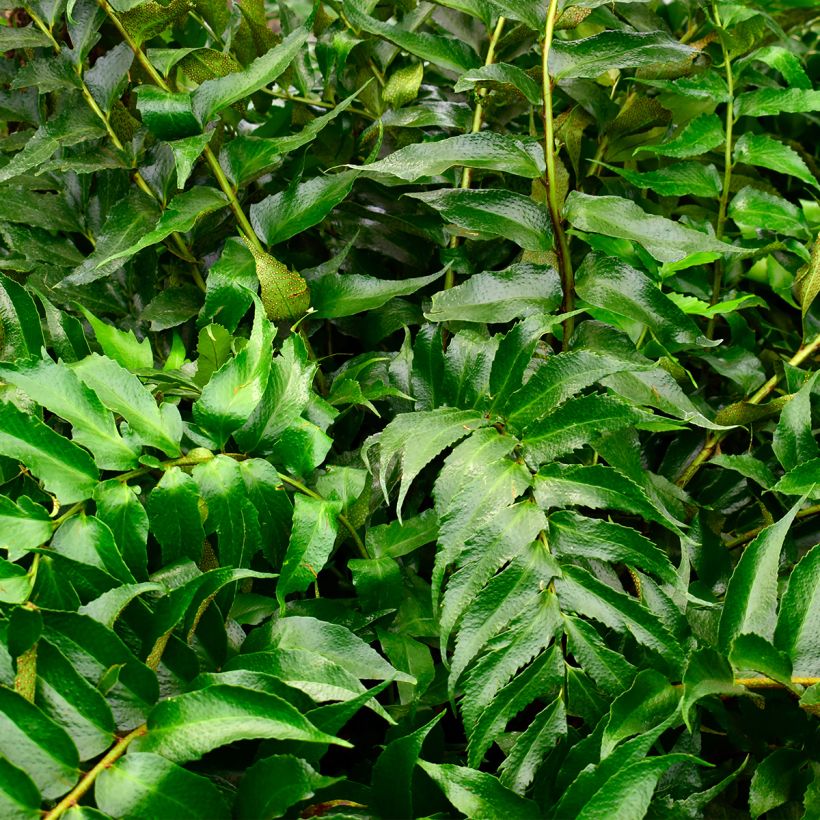 Cyrtomium falcatum - Mond-Sichelfarn (Foliage)