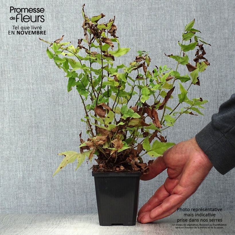 Example of Cyrtomium fortunei - Fortunes Sichelfarn Kleine Töpfe von 8/9 cm as you get in automne