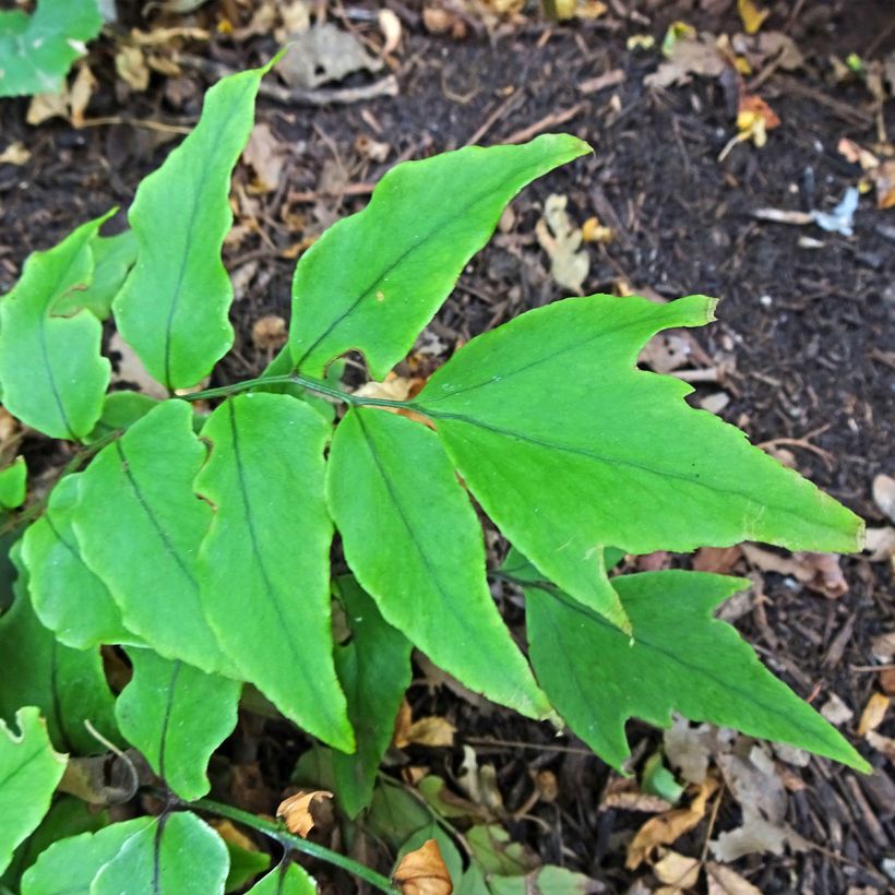 Cyrtomium fortunei - Fortunes Sichelfarn (Foliage)