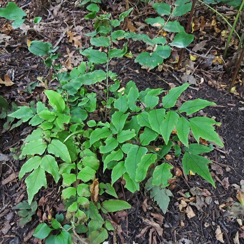 Cyrtomium fortunei - Fortunes Sichelfarn (Plant habit)