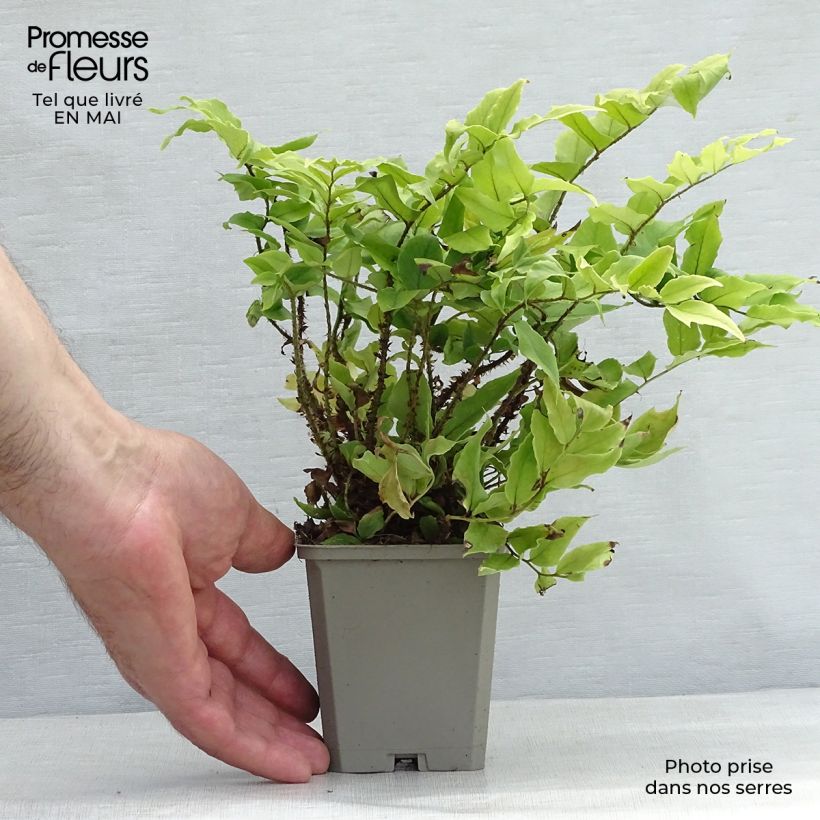 Exemplar von Cyrtomium fortunei var. clivicola - Fortunes Sichelfarn Kleine Töpfe von 8/9 cm wie im Frühjahr geliefert