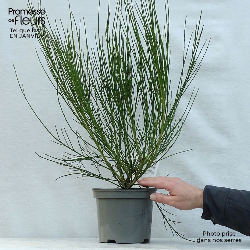 Exemplar von Edelginster Ruby - Cytisus scoparius Topf mit 3L/4L wie im Winter geliefert