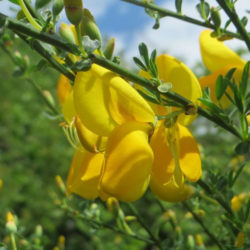 Edelginster Golden Sunlight - Cytisus scoparius (Flowering)