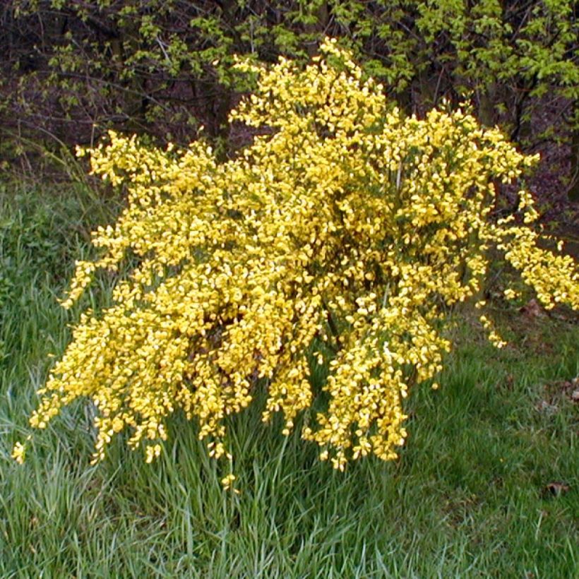 Edelginster Golden Sunlight - Cytisus scoparius (Plant habit)