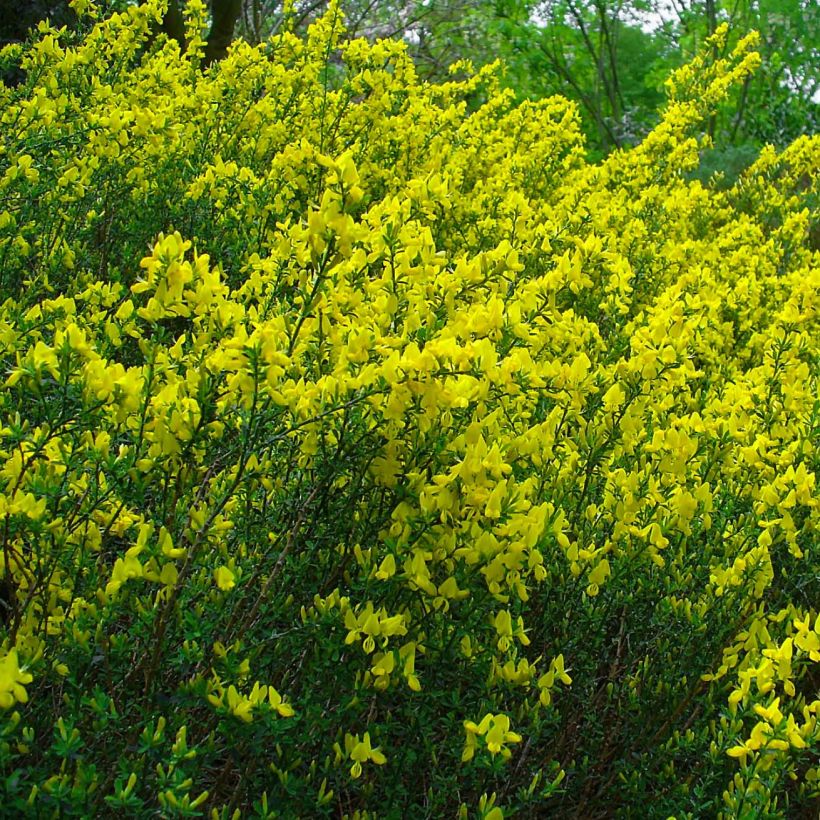 Cytisus decumbens - Niederliegender Geißklee (Flowering)