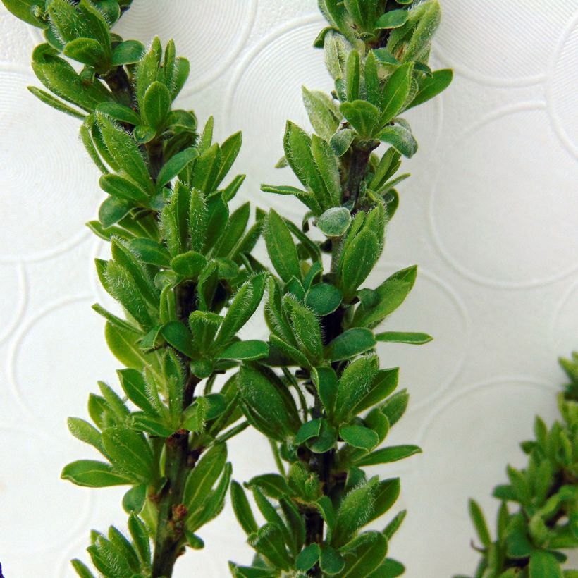Cytisus decumbens - Niederliegender Geißklee (Foliage)