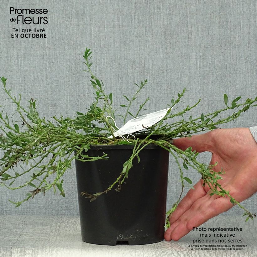 Example of Cytisus decumbens - Niederliegender Geißklee Topf mit 2L/3L as you get in automne