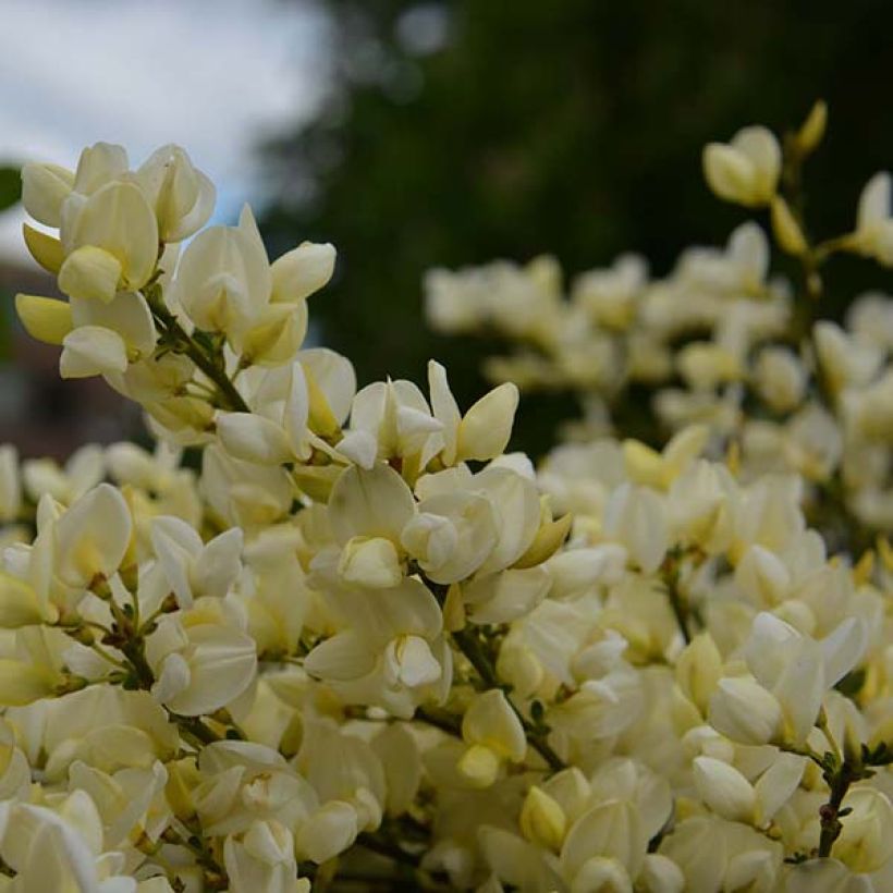 Cytisus kewensis - Zwerg-Elfenbeinginster (Flowering)