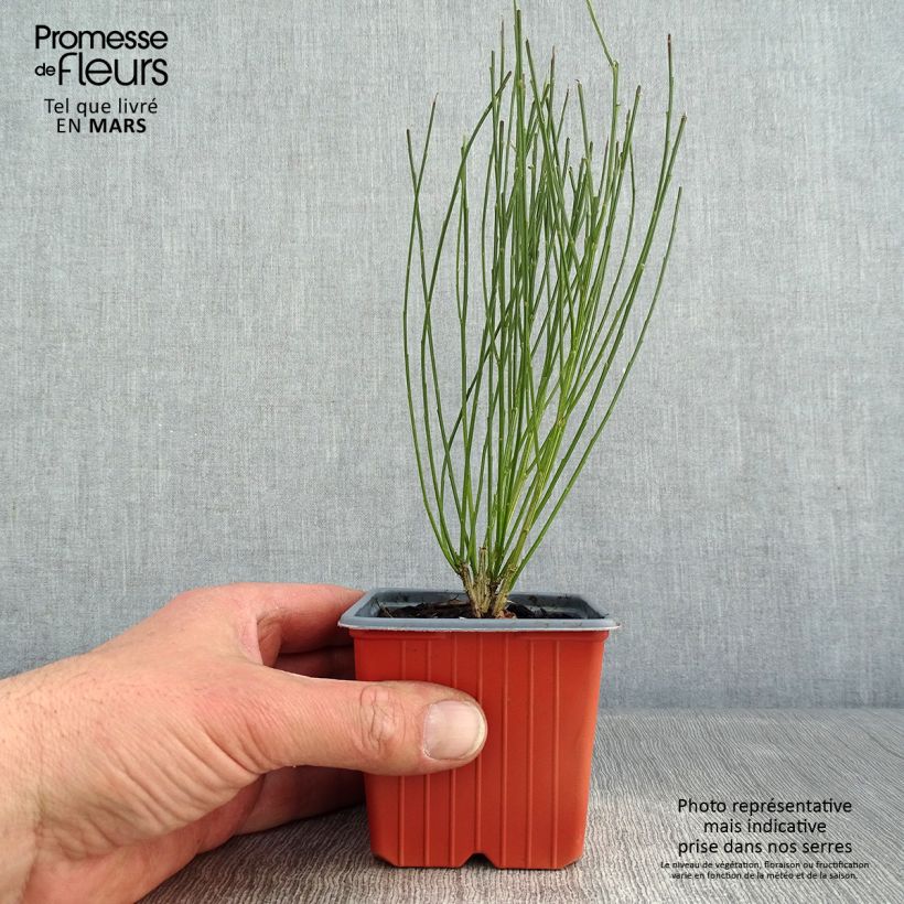 Exemplar von Besenginster Zeelandia - Cytisus procumbens Kleine Töpfe von 8/9 cm wie im Winter geliefert