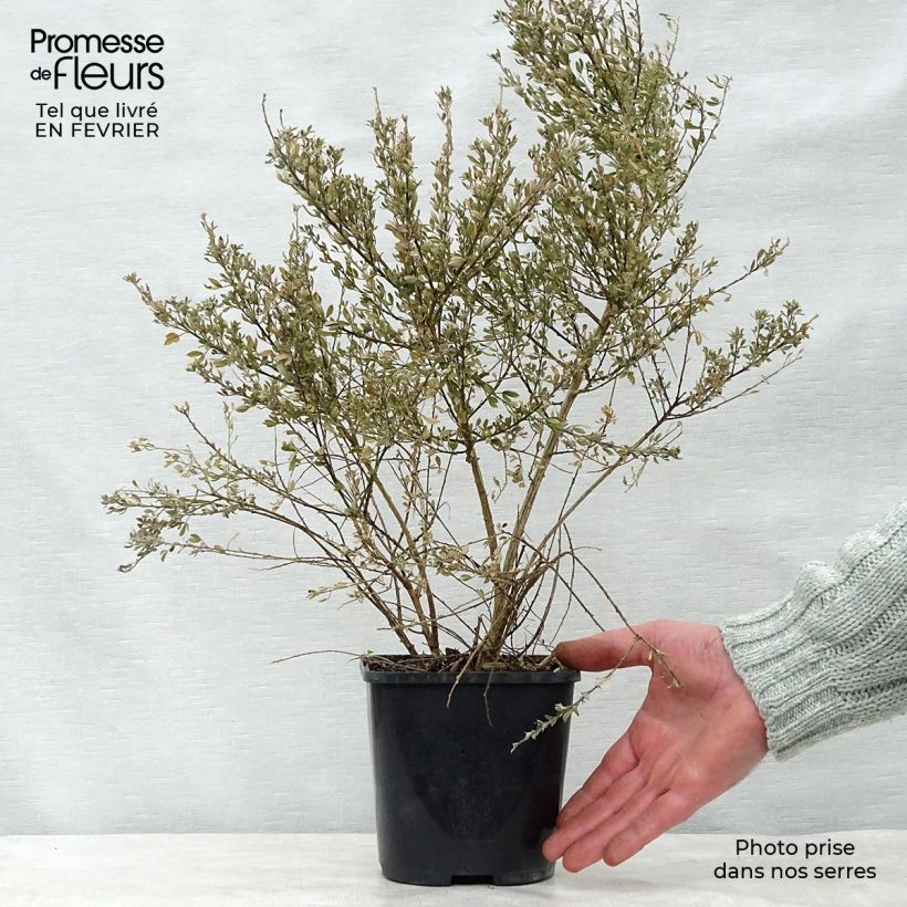 Exemplar von Cytisus spachiana Phebus - Geißklee Topf mit 2L/3L wie im Winter geliefert