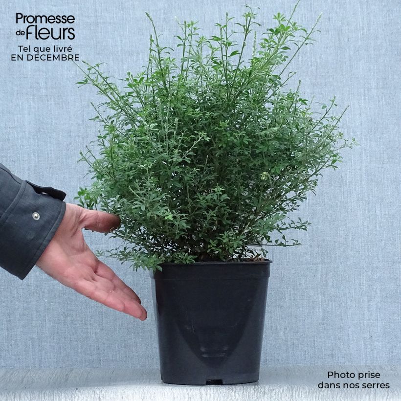 Exemplar von Cytisus spachiana Phebus - Geißklee Topf mit 4L/5L wie im Winter geliefert