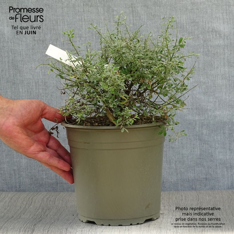 Example of Cytisus spachiana Phebus - Geißklee Topf mit 4L/5L as you get in ete